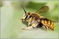 Abeille Anthidium florentinum sur une feuille de sauge (CANON 5D + EF 100 macro + Life Size Converter + MR-14EX + 550EX)