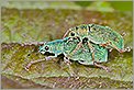 Accouplement de charançons Phyllobius urticae (CANON 20D + EF 180 macro L + 2 x 550EX & STE2)