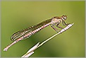 Agrion platycnemis acutipennis sur une brindille (CANON 20D + EF 180 macro L + 2 x 550EX & STE2)