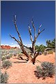 Arbre mort - Arches National Park (CANON 5D + EF 24mm L)