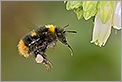 Bourdon en vol (CANON 20D + EF 180 macro L + 2 x 550EX & STE2)