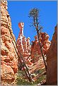 Bryce Canyon National Park - Queens Garden (CANON 5D + EF 180mm Macro L F3,5)