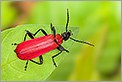 Cardinal Pyrochroa coccinea (CANON 5D + EF 100 MACRO + Converter macro)