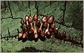 Groupe de champignons (CANON EOS 1n)