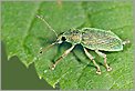 Charançon Phyllobius urticae (CANON 10D + EF 100mm macro)