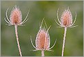 Chardons (CANON 20D + EF 180 macro L)