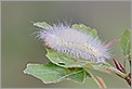 Chenille blanche sur une feuille (CANON 20D + EF 180 macro L + 550EX + diffuseur LASTOLITE - assemblage de 6 images dans CombineZ)