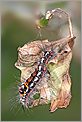 Chenille Euproctis similis (CANON 10D + EF 100 macro)