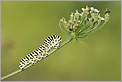 Chenille du papillon Machaon (CANON 10D + EF 100 macro)