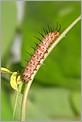 Chenille solitaire Heliconius hecale (Canon 10D + EF 100 macro)