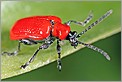 Chrysomèle lilioceris (Canon 10D + MP-E 65mm)