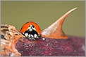 Coccinelle sur une tige de rosier avec épine (CANON 5D + EF 100 MACRO + Converter macro)