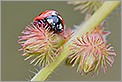 Coccinelle sur une tige (CANON 20D + EF 180 macro L + 550EX + diffuseur Lastolite)