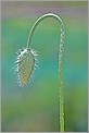 Bouton de Coquelicot (CANON 10D + EF 100 macro)