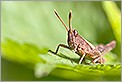 Criquet Pyrgomorpha conica sur une feuille (CANON 20D + EF 180 macro L + 550EX + diffuseur Lastolite)