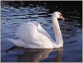 Cygne (OLYMPUS E-10)