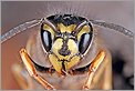 Tête de guêpe Vespula vulgaris (Canon 10D + MP-E 65mm)