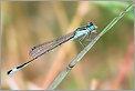 Libellule demoiselle ischnura elegans [CANON 5D + EF 100 macro + Life Size Converter + ME-14EX + 550EX)