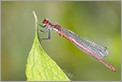 Libellule Nymphe au corps de feu (CANON 20D + EF 180 macro L + 2 x 550EX & STE2)