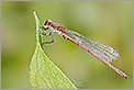 Libellule nymphe au corps de feu (CANON 20D + EF 180 macro L)