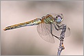 Libellule Sympetrum fonscolombii femelle (CANON 10D + EF 100 macro + 550EX)