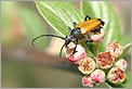 Longicorne Anoplodera fulva (CANON 10D + EF 100 macro)