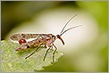 Mouche scorpion mâle (CANON 20D + EF 180 macro L + 550EX + diffuseur Lastolite)