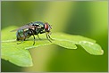 Mouche verte sur une feuille (CANON 10D + EF 100 macro)