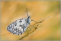 Papillon demi-deuil Melanargia galathea (CANON 5D + EF 100 MACRO + Converter macro)