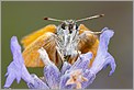 Papillon Hespérie de la Houque "Thymelicus sylvestris" (CANON 10D + EF 100 macro)