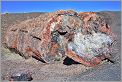 Crystal Forest -  Petrified Forest National Park (Arizona USA) CANON 5D + EF 50mm F1,4 USM