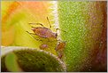 Pucerons sur un bouton de Rose (CANON D60)