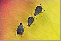 Trio de pucerons sur une rose (CANON 10D + MP-E 65mm macro)