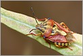 Punaise Carpocoris fuscispinus (Canon 10D + EF 100 macro)