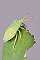 Punaise palomena prasina sur une feuille (CANON 20D + EF 180 macro L + 550EX + diffuseur)