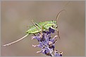 Sauterelle Ephippiger femelle sur un brin de lavande (CANON 10D + EF 100 macro)