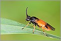 Tenthrède Arge cyanocrocea (CANON 5D + EF 100 MACRO + Converter macro)