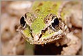 Tête de grenouille (CANON 20D + EF 180 macro L + 550EX + diffuseur Lastolite)