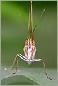 Tête de papillon en gros plan (CANON 20D + EF 100 macro) + MT-24EX)