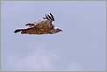 Vautour planant dans les gorges du Verdon (CANON 10D + EF 100-400 L)