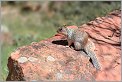 Ecureuil - Zion National Park - Utah USA (CANON 5D +EF 100mm macro)